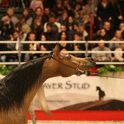 World Champion - World Champion mare Pianissima owned by Janow State Stud of Poland