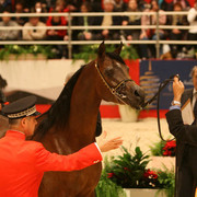 QR Marc - World Reserve Jr. Champion Colt QR Marc shown by Michael Byatt and bred by Quail Ridge Arabians