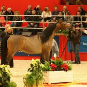 Pianissima - World Champion Pianissima - Bred and owned by Janow State Stud in Poland