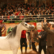 Baanderos - World Champion Jr. Colt Baanderos owned by HRH Prince Khalid bin Sultan bin Abdul Aziz Al Saud