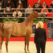 Venetzia - Reserve World Champion Sr. mare Venetzia owned by Al Shaqab Stud