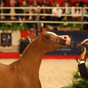 Ali Moniscione - Owned by Buzzi Giancarlo and shown by Paolo Capecci