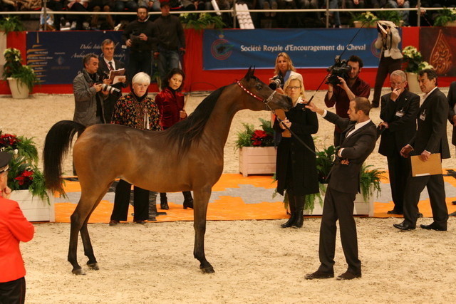 ABHA Palma - World Champion ABHA Palma owned by Al Mohamadia Stables KSA and shown by Philip Looyens