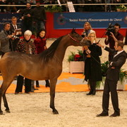 ABHA Palma - World Champion ABHA Palma owned by Al Mohamadia Stables KSA and shown by Philip Looyens