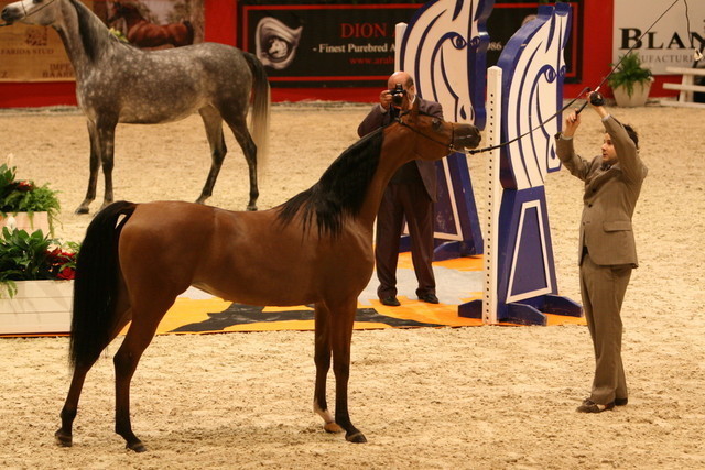 Princess of Marwan - World Reserve Champion Princess of Marwan owned by Mystica Arabians of Australia shown by Giacomo Capacci