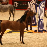 Princess of Marwan - World Reserve Champion Princess of Marwan owned by Mystica Arabians of Australia shown by Giacomo Capacci