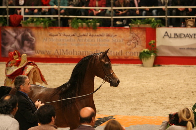 Marwan Al Shaqab - World Champion Stallion Marwan Al Shaqab, shown by Michael Byatt and owned by Al Shaqab Stud