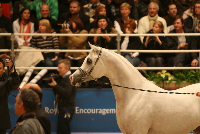 Baarez - Imperial Baarez owned by El Fradia Stud - Tarek Soliman & Ahmed Soliman - Cairo Egypt 