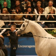 Baarez - Imperial Baarez owned by El Fradia Stud - Tarek Soliman & Ahmed Soliman - Cairo Egypt 