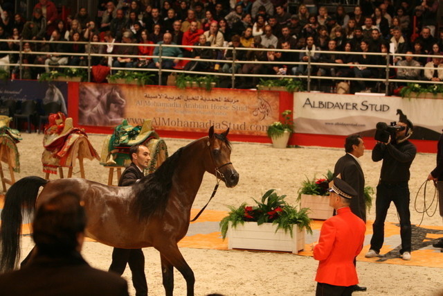 MCA Magnum Gold - MCA Magnum Gold owned by Al Khaled Farm and shown by Glen Schoukens