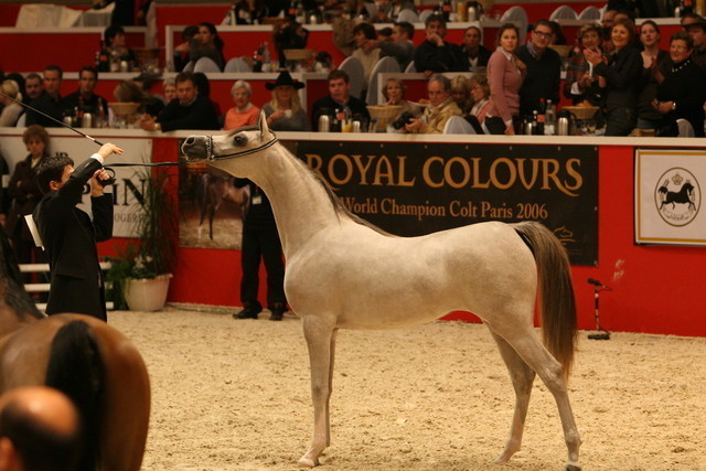 FT Shaella - FT Shaella owned by Dubai Arabian Stud