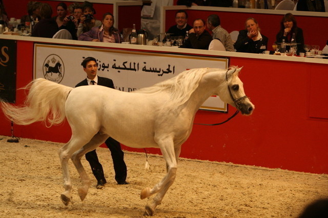 Baarez - Imperial Baarez owned by El Fradia Stud - Tarek Soliman & Ahmed Soliman - Cairo Egypt 