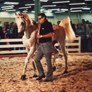 Don with Ansata Ibn Sudan