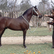 Don - The bay stallion Tuhotmos at the EAO before he was imported to the USA.