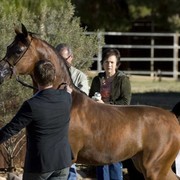 Hopkinson Equine Managenment