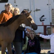 Hopkinson Equine Managenment