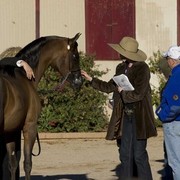 Hopkinson Equine Managenment