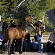 Hopkinson Equine Managenment