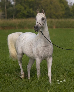 Hadaya Arabians