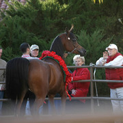 Pomeroy Arabians & RD Arabians