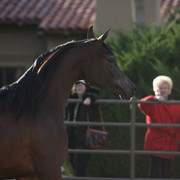 Pomeroy Arabians & RD Arabians