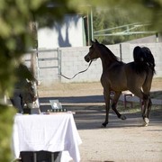 Hopkinson Equine Managenment