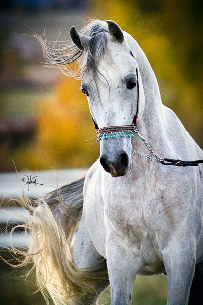 Hadaya Arabians