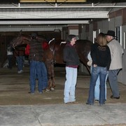 Culbreth Equine Training