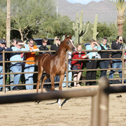 Pomeroy Arabians & RD Arabians