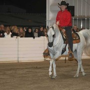 Culbreth Equine Training