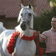 Pomeroy Arabians & RD Arabians