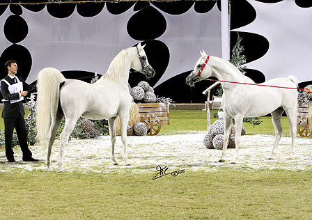 Ajman Show - Champion and Res. Champion Stallions