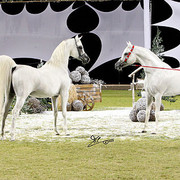 Ajman Show - Champion and Res. Champion Stallions