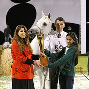 Ajman Show - Res. Champion Mare, Chammur