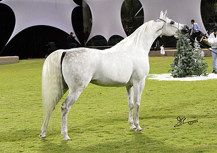 Ajman Show - Res. Champion Mare, Chammur