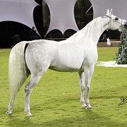 Ajman Show - Res. Champion Mare, Chammur