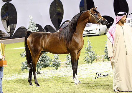 Ajman Show - Res. Champion Colt Alfonzo