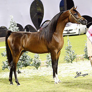 Ajman Show - Res. Champion Colt Alfonzo