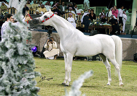 Ajman Show - Res. Champion Stallion Natsir Apal
