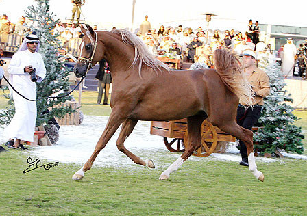Ajman Show - Champion Colt Spartacus TO