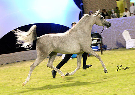 Ajman Show - Res. Champion Filly Juwanda