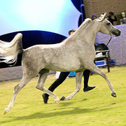 Ajman Show - Res. Champion Filly Juwanda