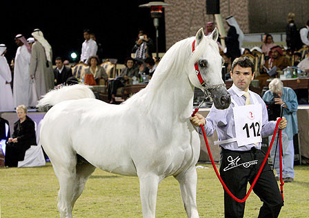 Ajman Show - Res. Champion Stallion Natsir Apal
