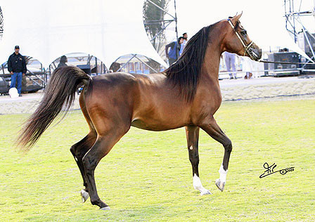 Ajman Show - Res. Champion Colt Alfonzo