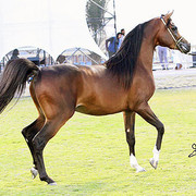 Ajman Show - Res. Champion Colt Alfonzo