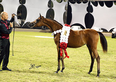 Ajman Show - Champion Filly Al Aryam Suhayla