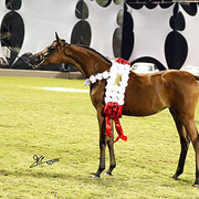 Ajman Show - Champion Filly Al Aryam Suhayla