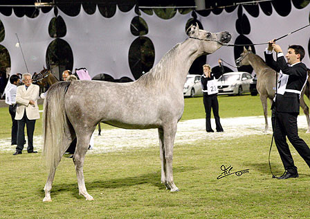 Ajman Show - Res. Champion Filly Juwanda