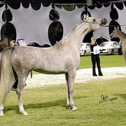Ajman Show - Res. Champion Filly Juwanda