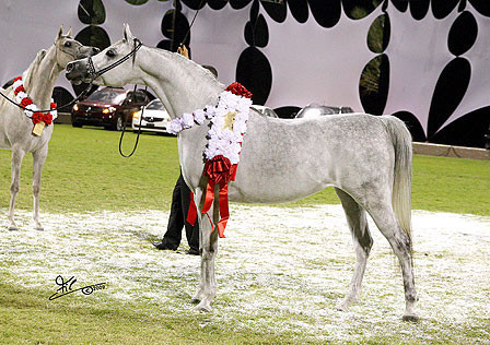 Ajman Show - Champion Mare Lumiar Bint Balzac